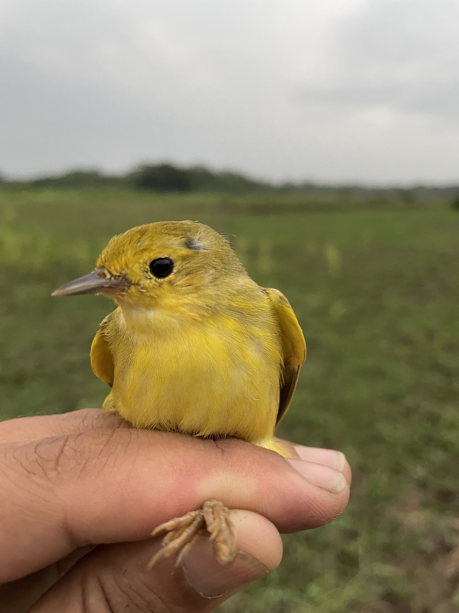 lesňáček zlatotemenný - ML647714704