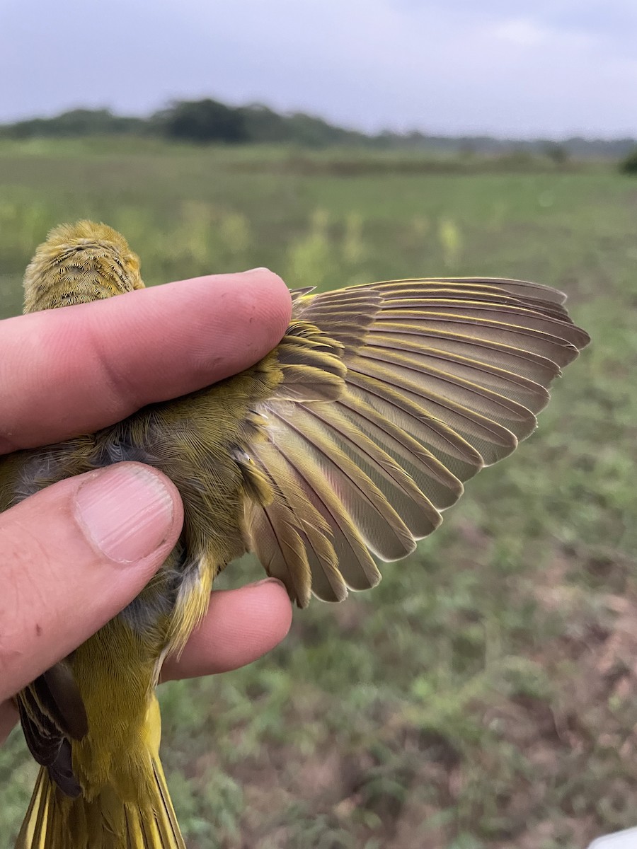 lesňáček zlatotemenný - ML647714705