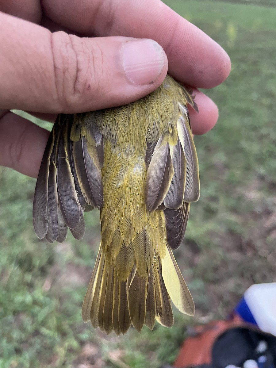 lesňáček zlatotemenný - ML647714706