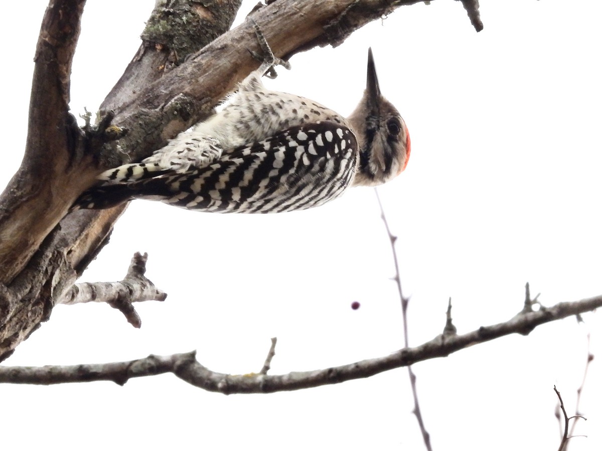 strakapoud proužkohřbetý - ML647714707