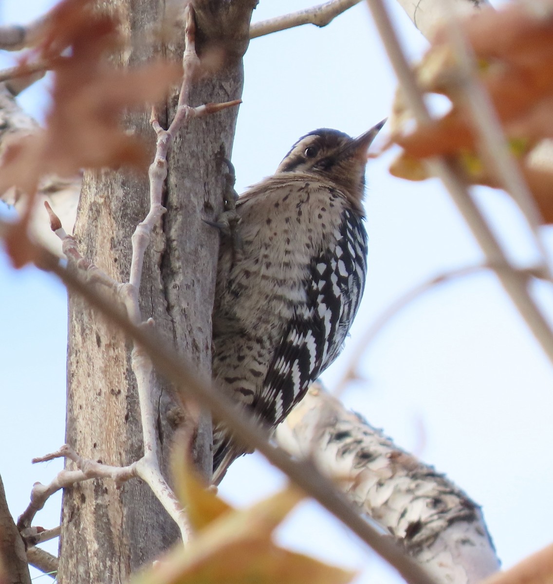 strakapoud proužkohřbetý - ML647714708