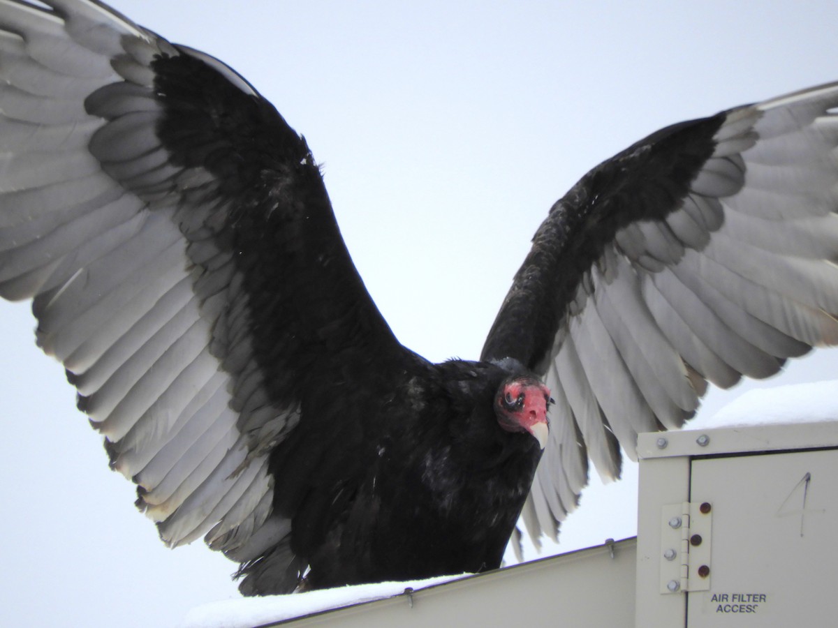 kondor krocanovitý - ML647714711