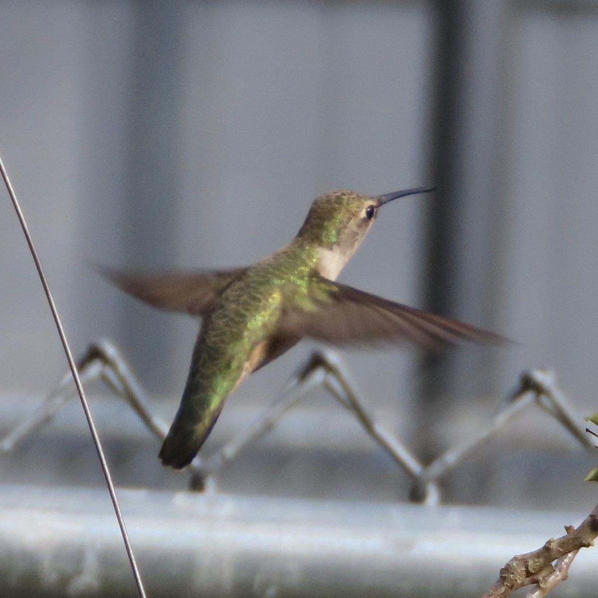 kalypta černobradá - ML647714712