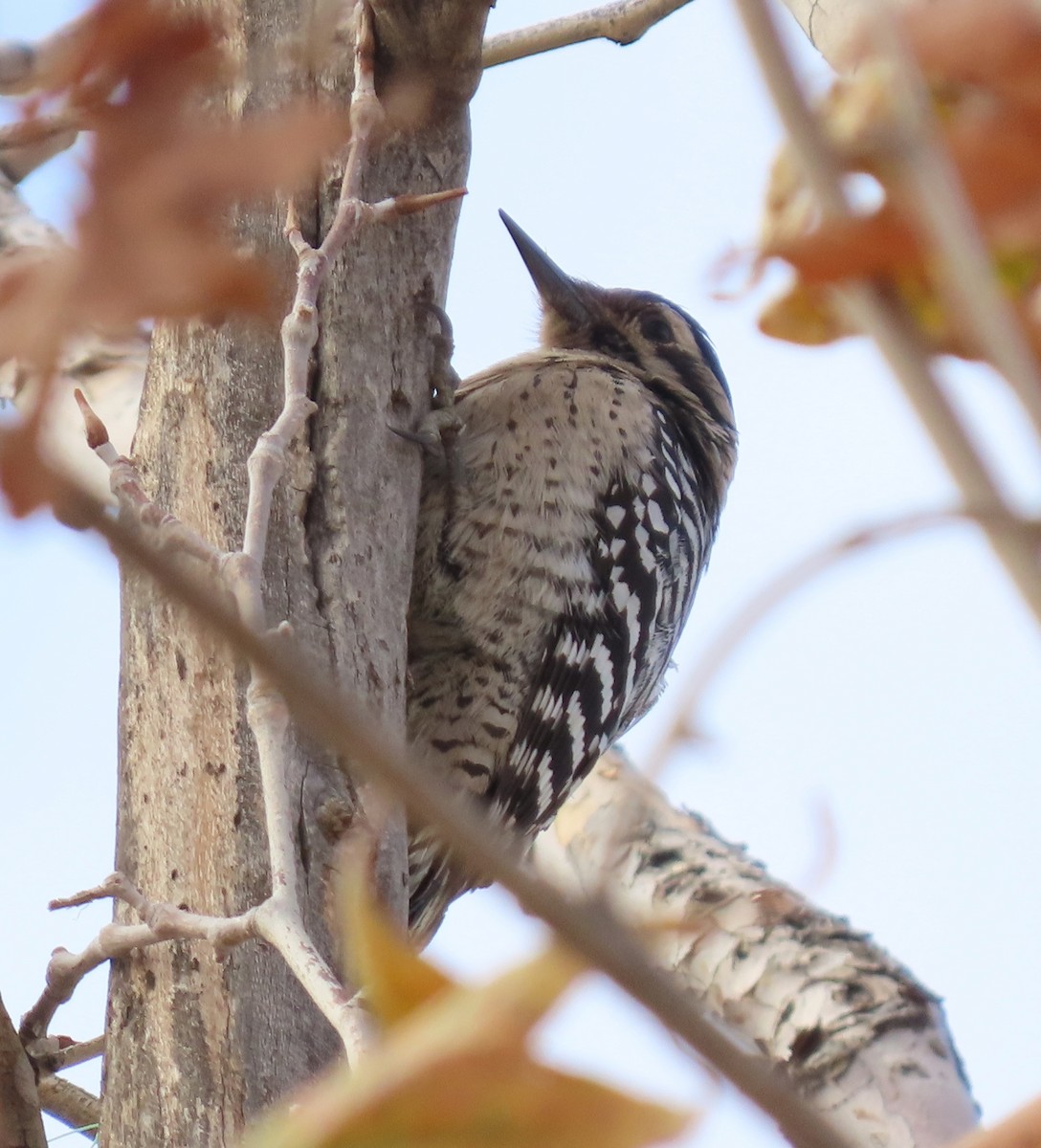 strakapoud proužkohřbetý - ML647714714