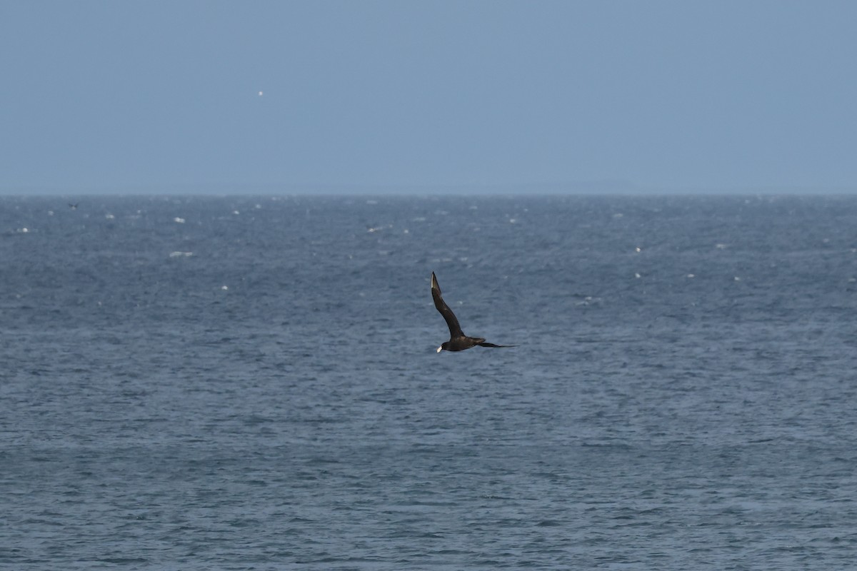 sørkjempepetrell - ML647714727