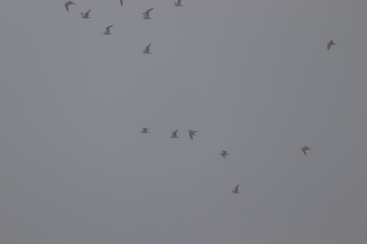 gull sp. - ML647714757