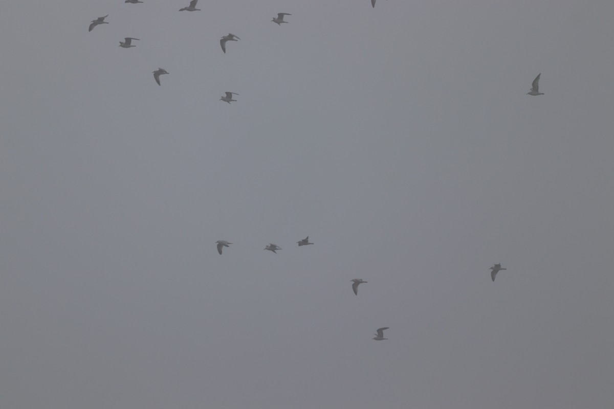 gull sp. - ML647714758