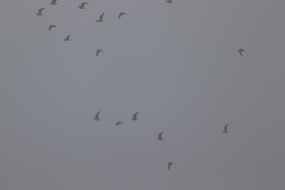 gull sp. - ML647714759