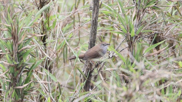 Spotted Bush Warbler - ML647714781