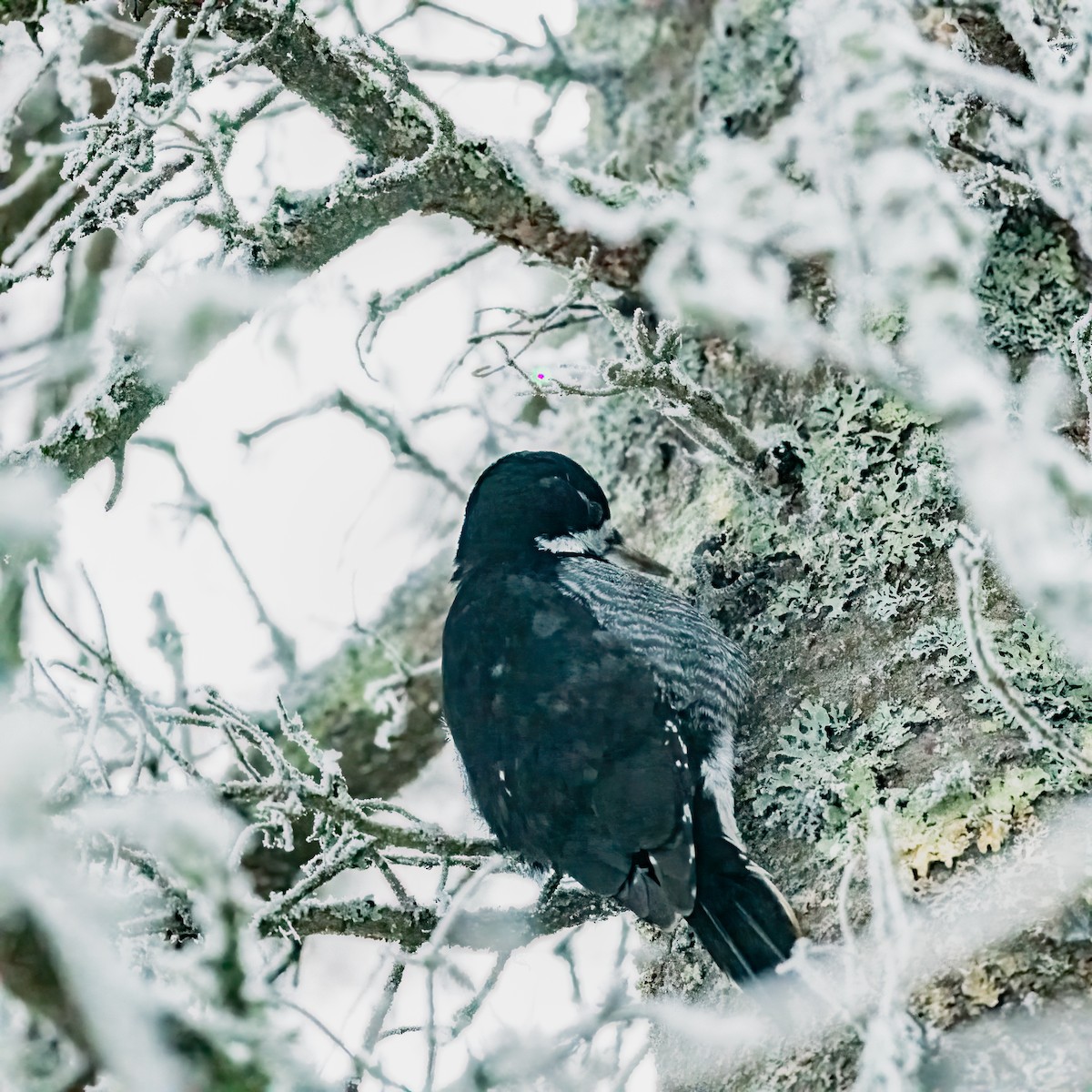 Black-backed Woodpecker - ML647714786