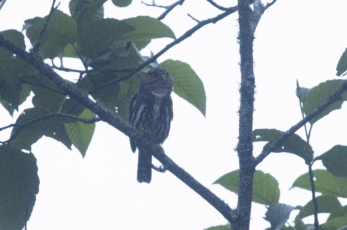 Mochuelo Boliviano - ML647714797