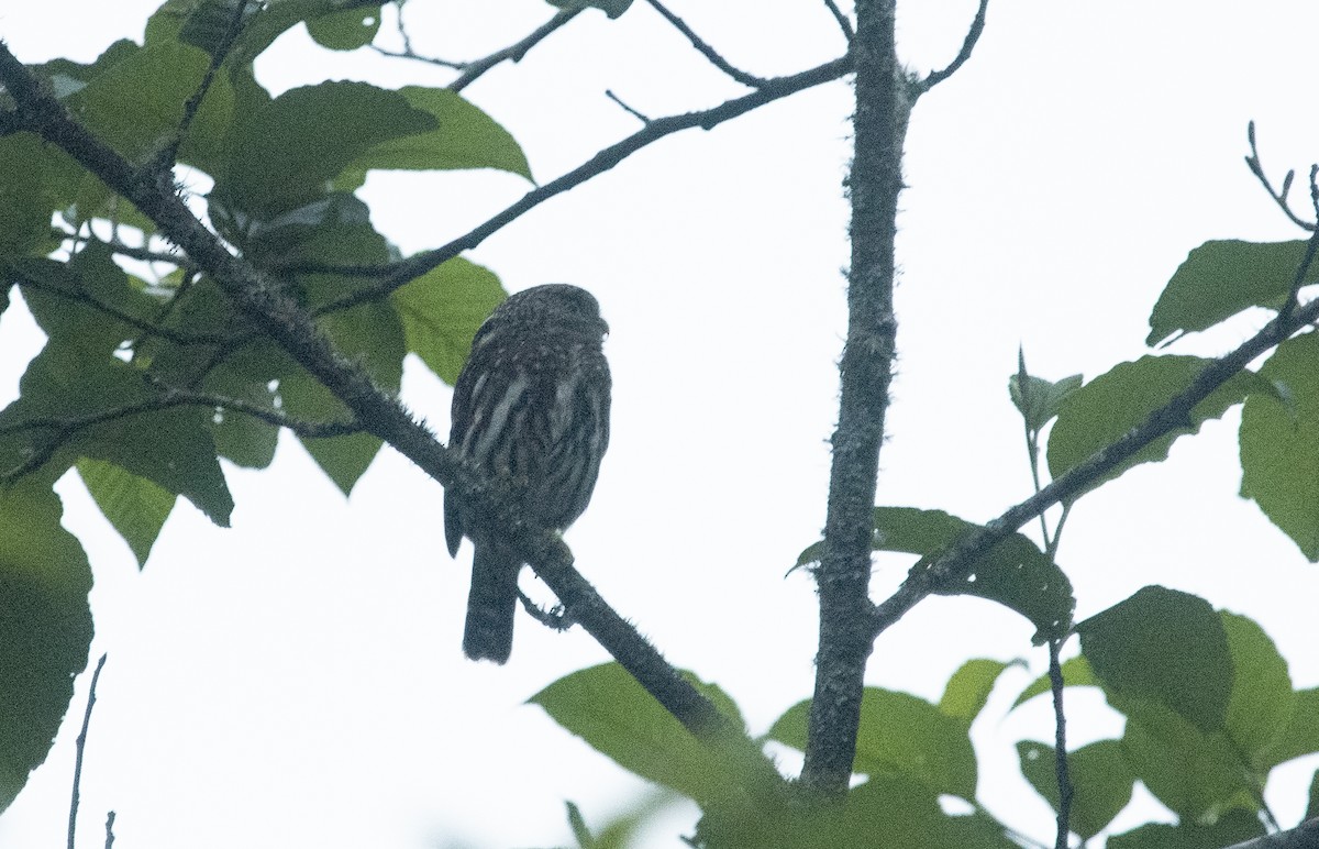 Mochuelo Boliviano - ML647714798