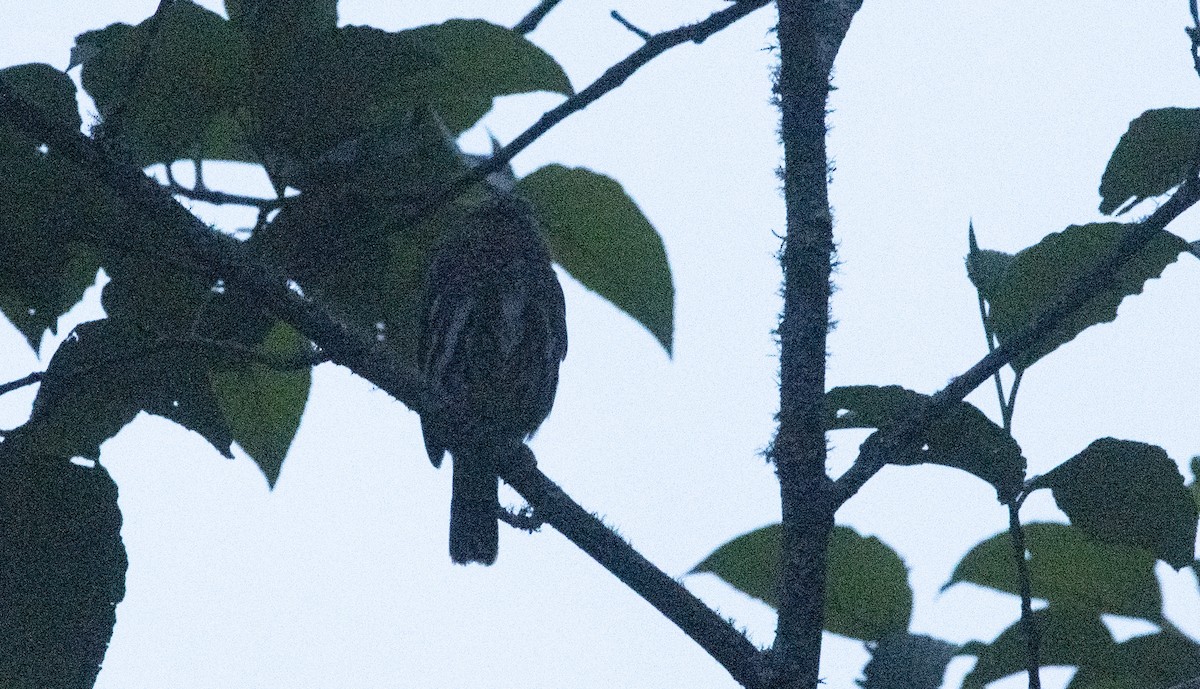 Mochuelo Boliviano - ML647714799