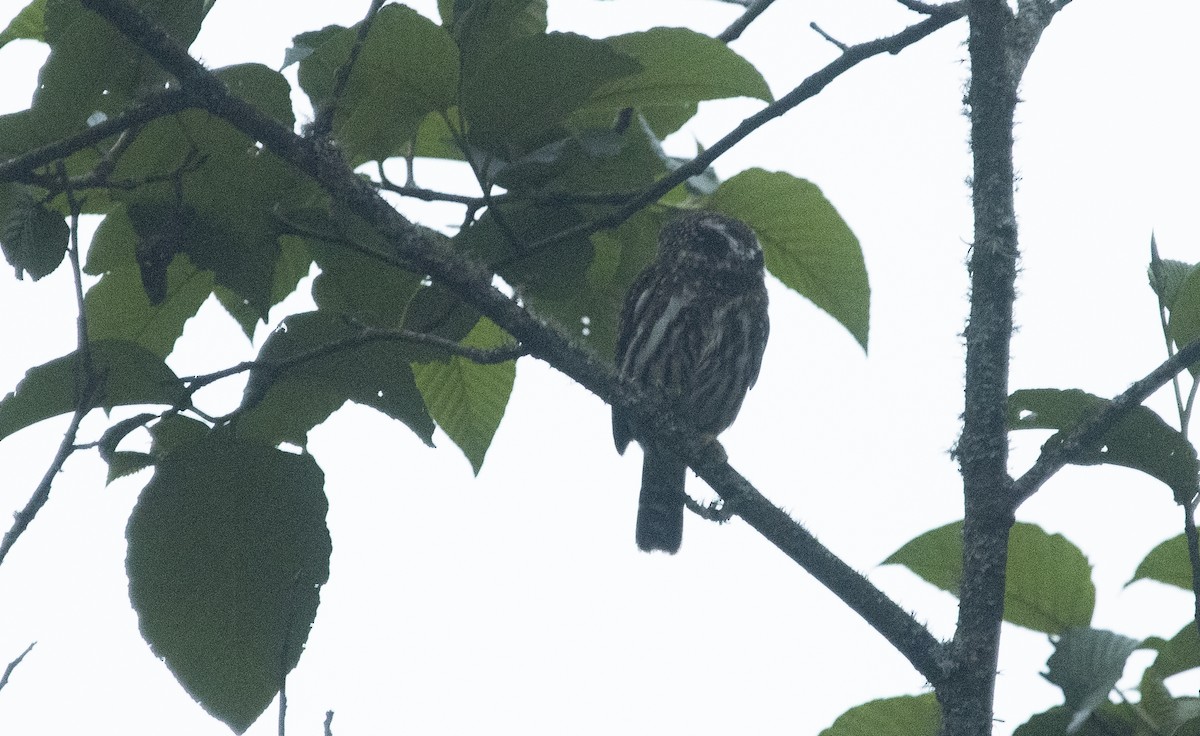 Mochuelo Boliviano - ML647714801