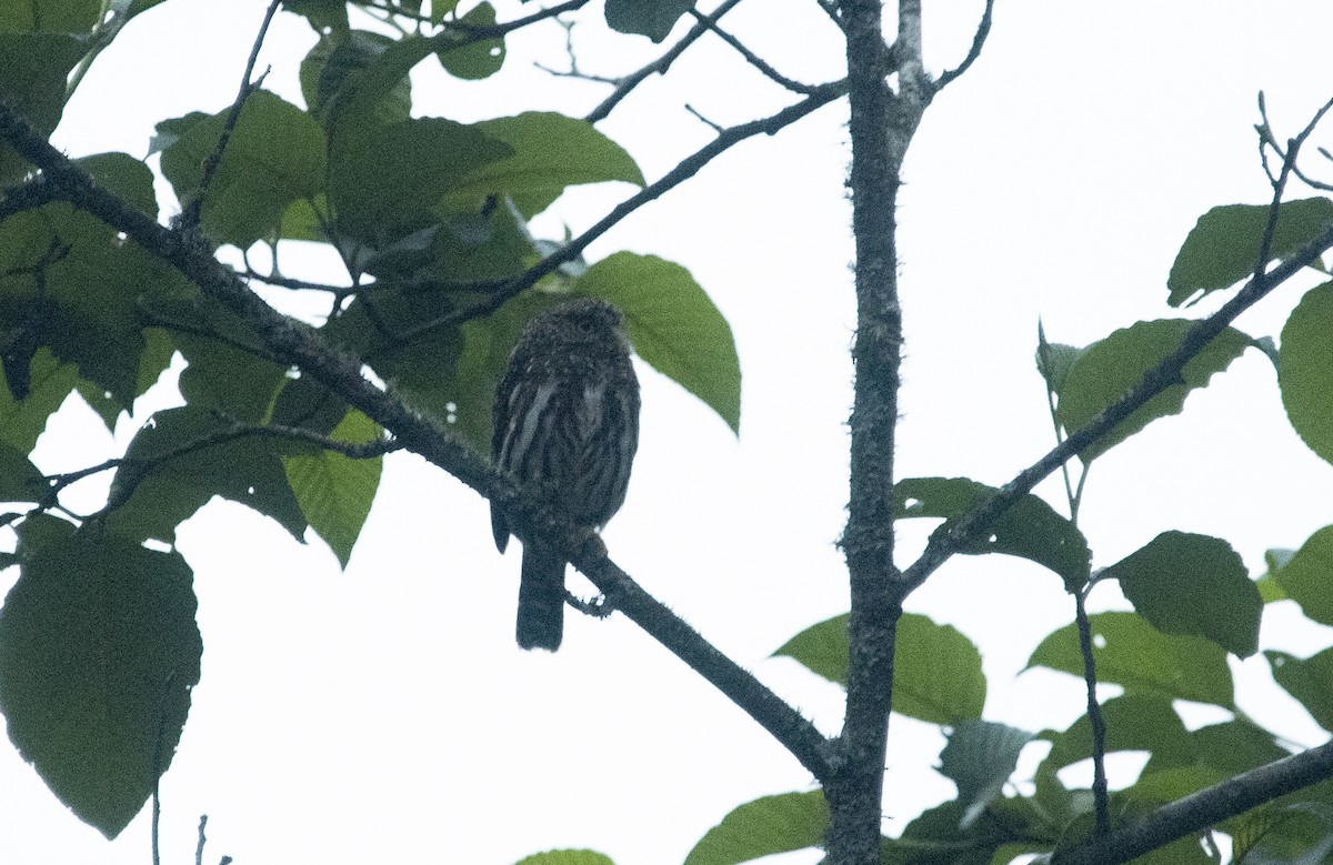 Mochuelo Boliviano - ML647714802