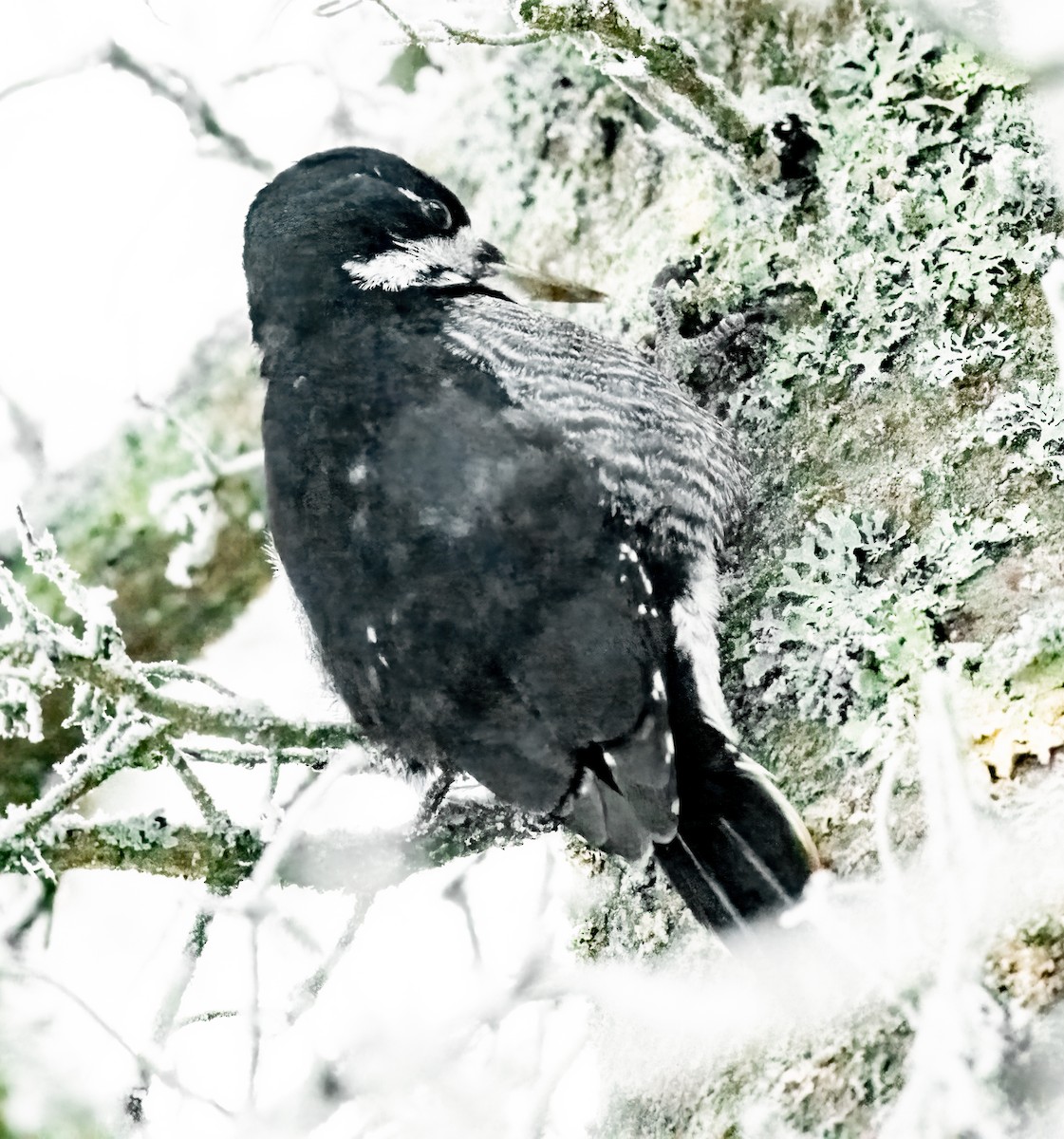 Black-backed Woodpecker - ML647714804