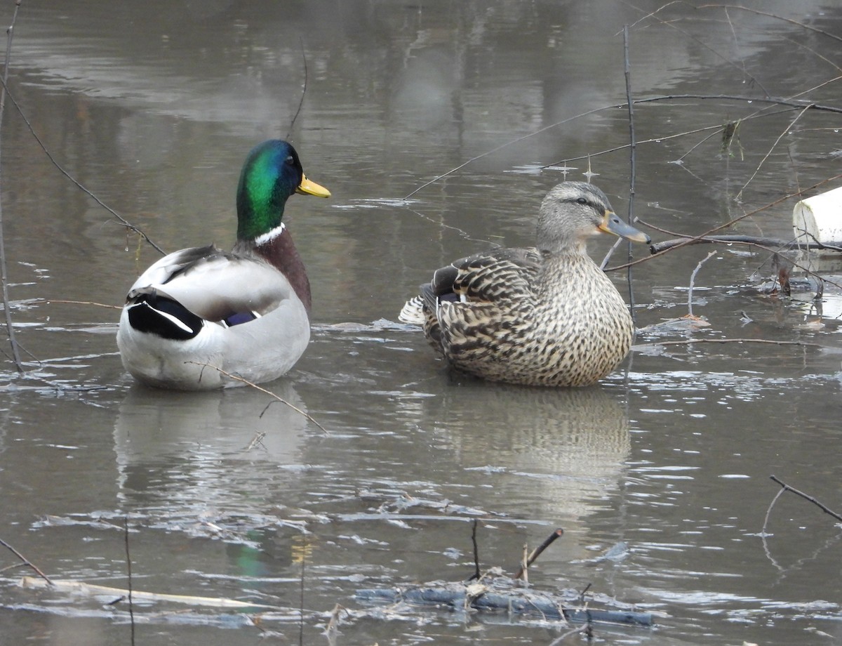 Canard colvert - ML647714816