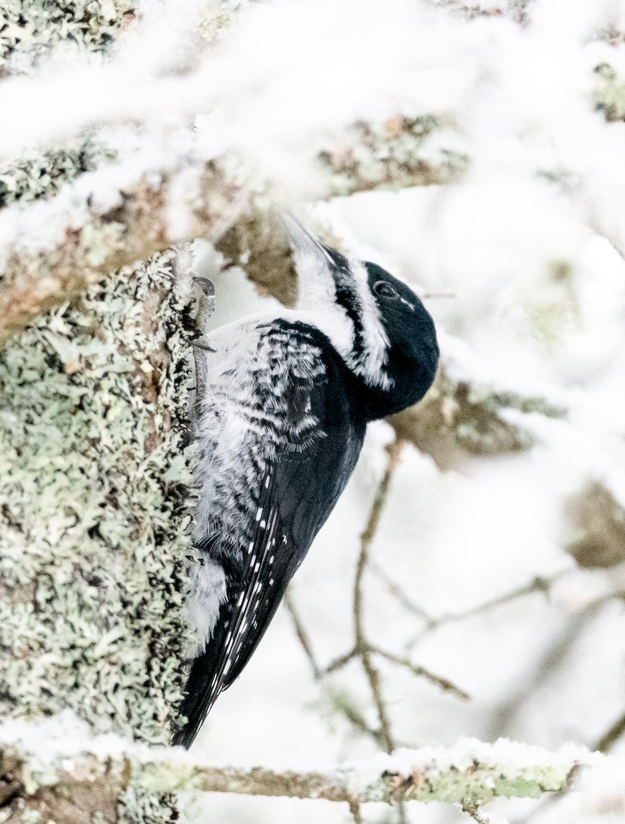 Black-backed Woodpecker - ML647714821