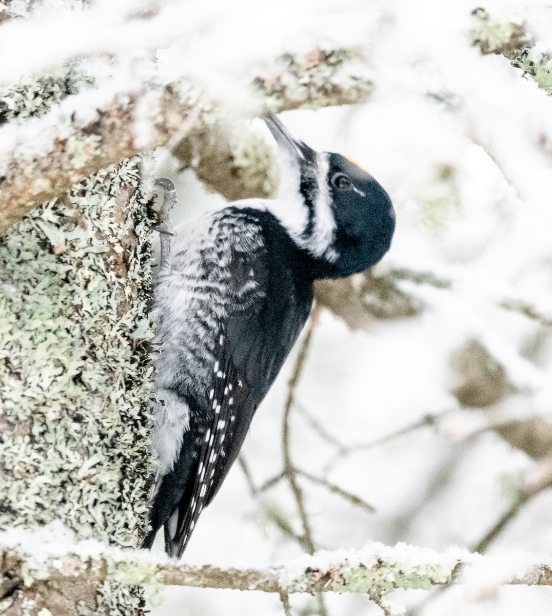 Black-backed Woodpecker - ML647714831