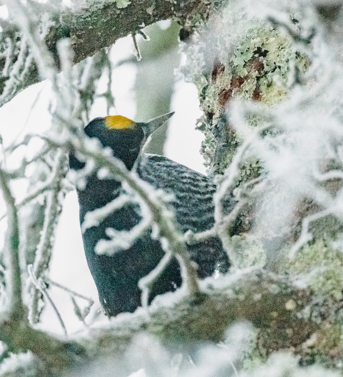 Black-backed Woodpecker - ML647714851