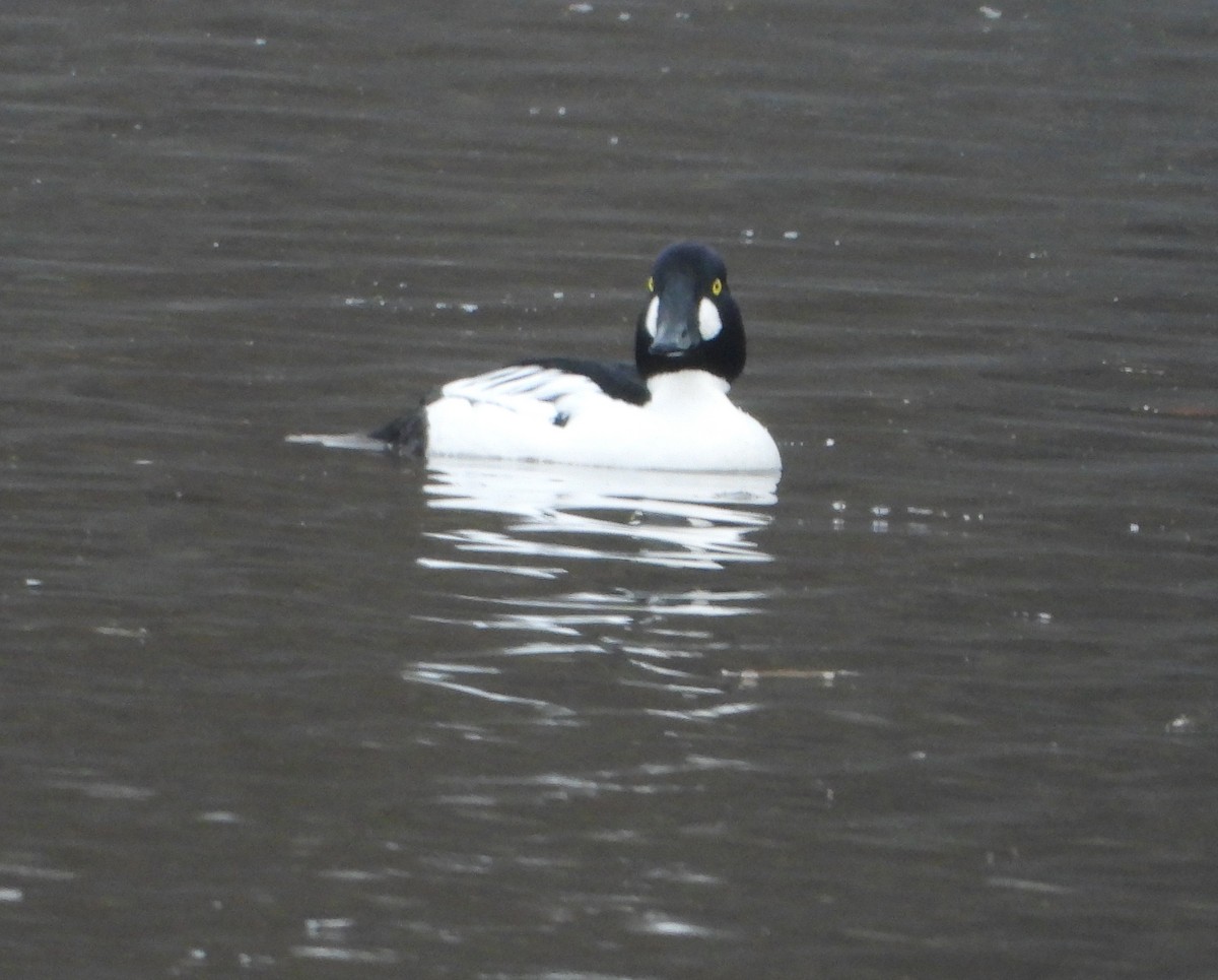 Garrot à oeil d'or - ML647714857