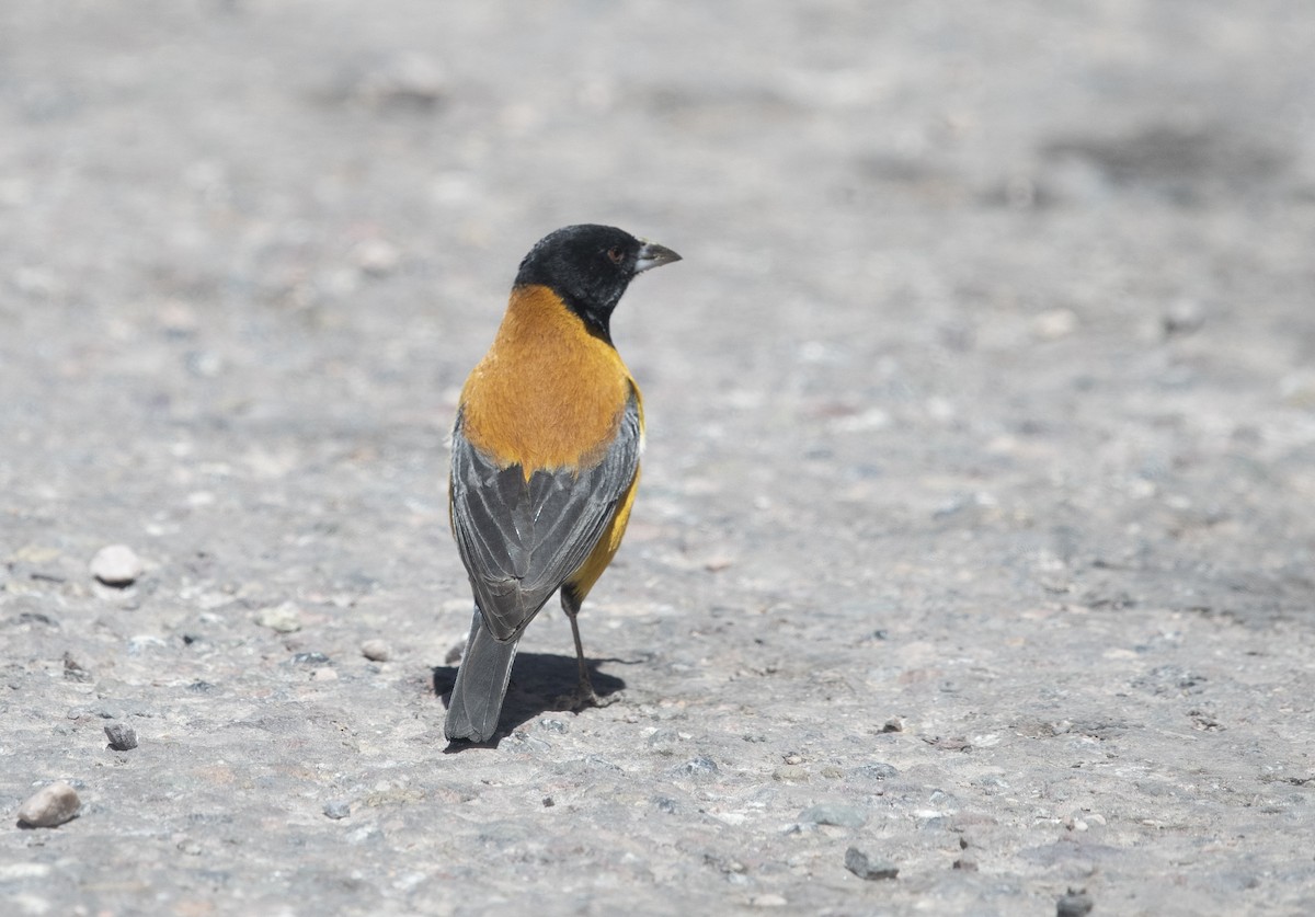 Phrygile à tête noire - ML647714860