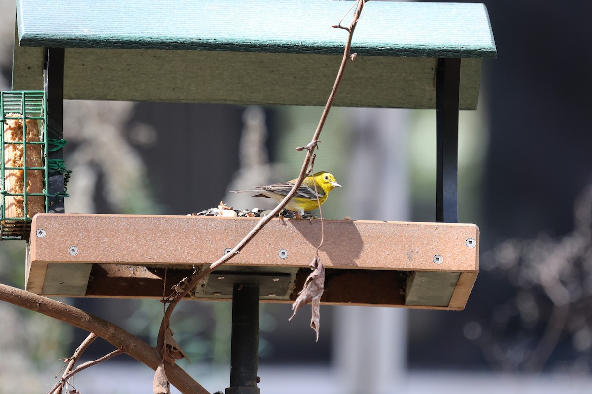 Kiefernwaldsänger - ML647714864