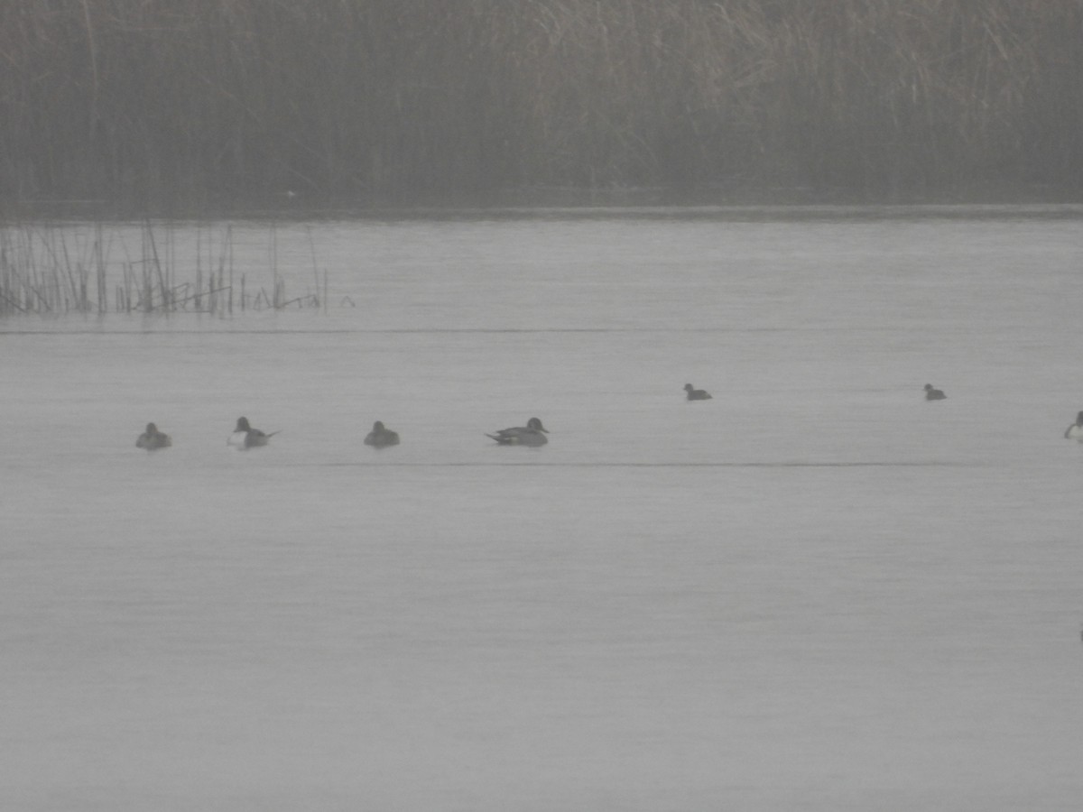 Canard pilet - ML647714867