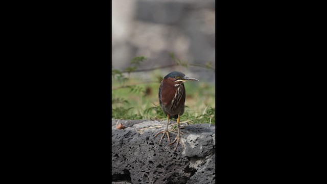 אנפית ירוקה - ML647714872