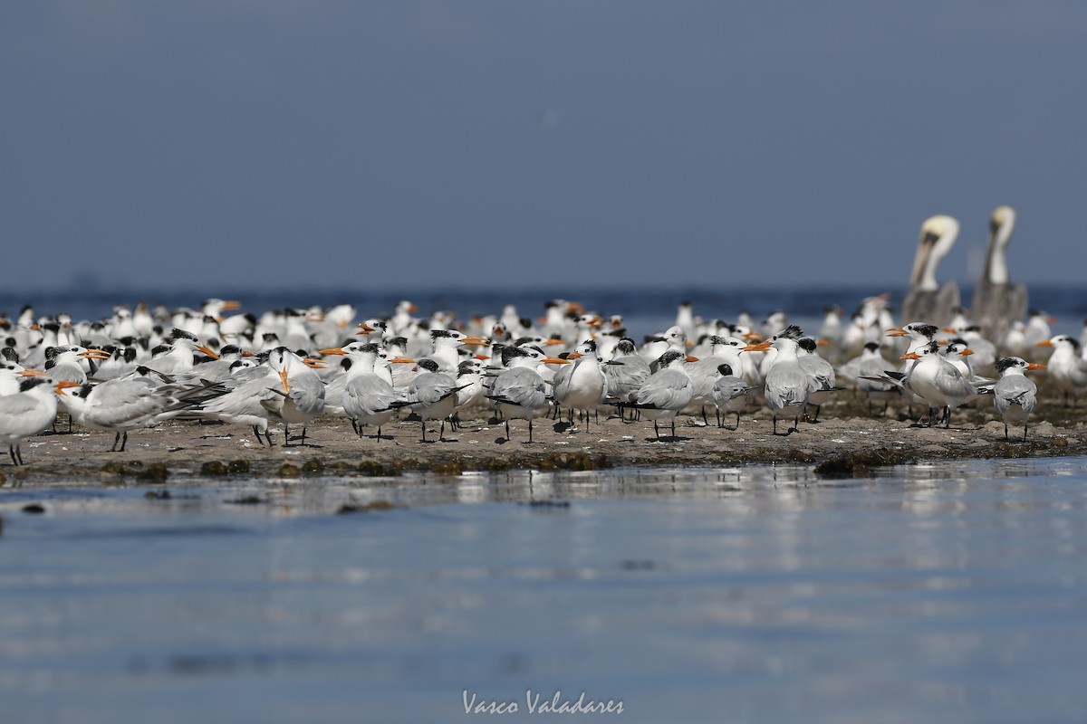 Sterne royale - ML647714875