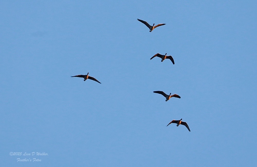 Bernache de Hutchins - ML647714877