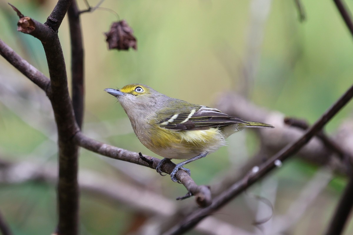 Viréo aux yeux blancs - ML647714878