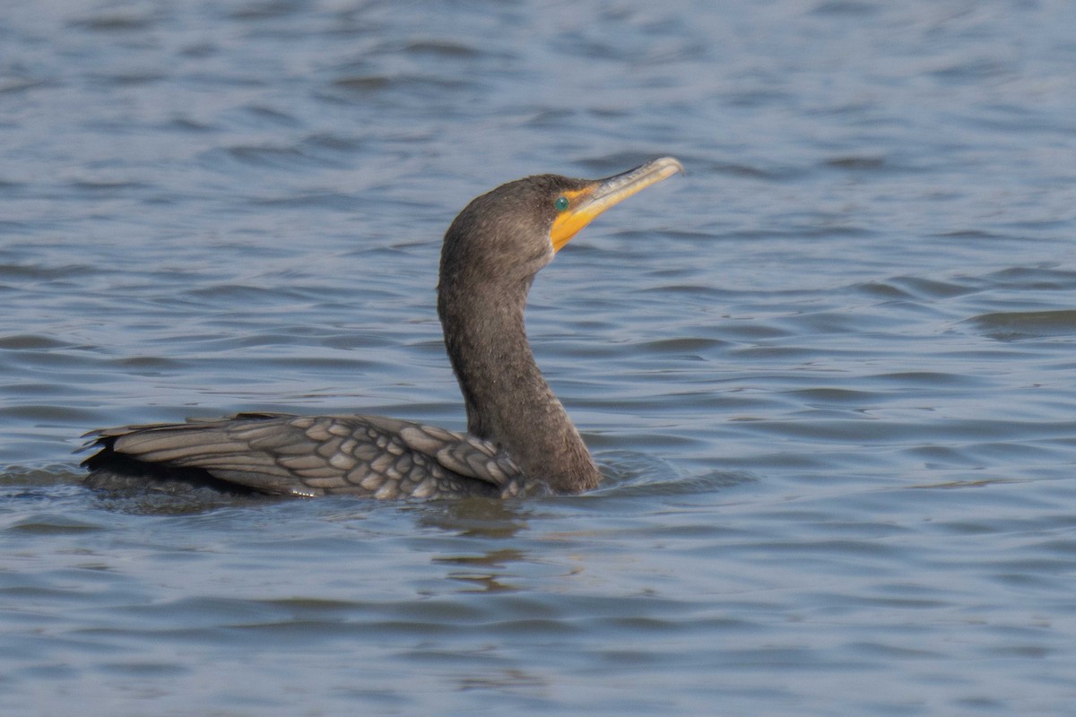Cormoran à aigrettes - ML647714879