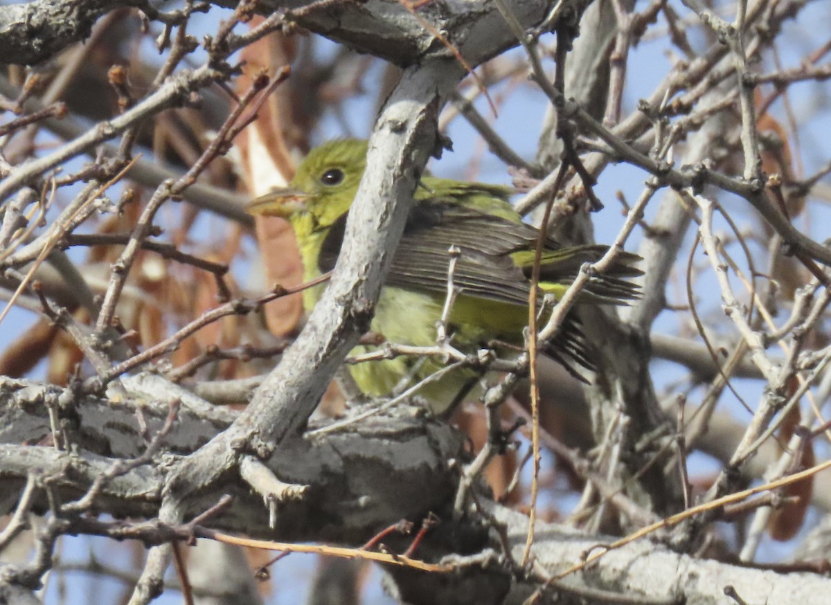 Scarlet Tanager - ML647714880