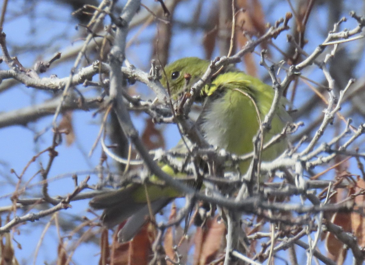 Scarlet Tanager - ML647714881