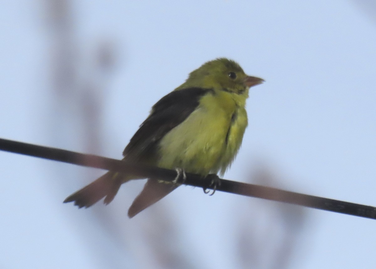 Scarlet Tanager - ML647714882