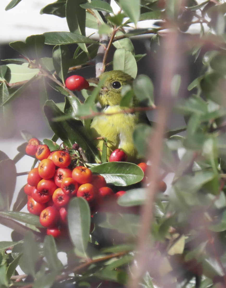 Scarlet Tanager - ML647714883