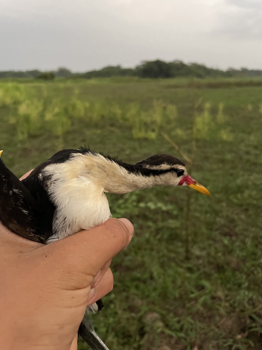 Jacana noir - ML647714884