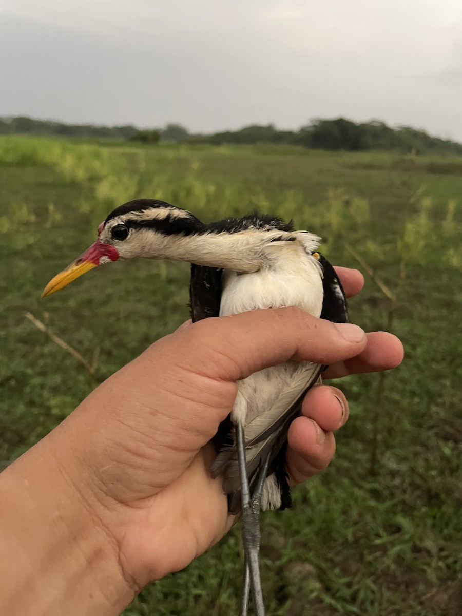 Jacana noir - ML647714885