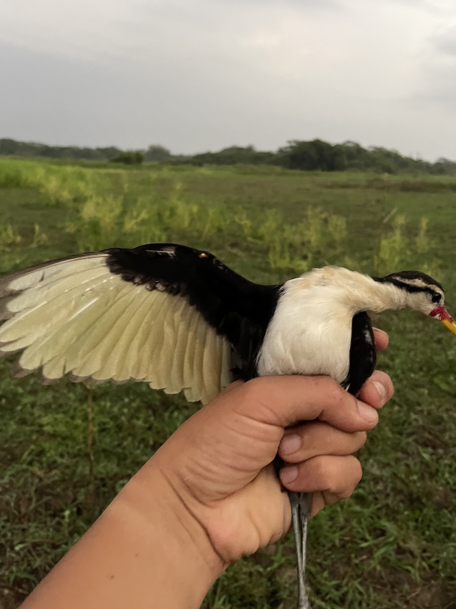 Jacana noir - ML647714887