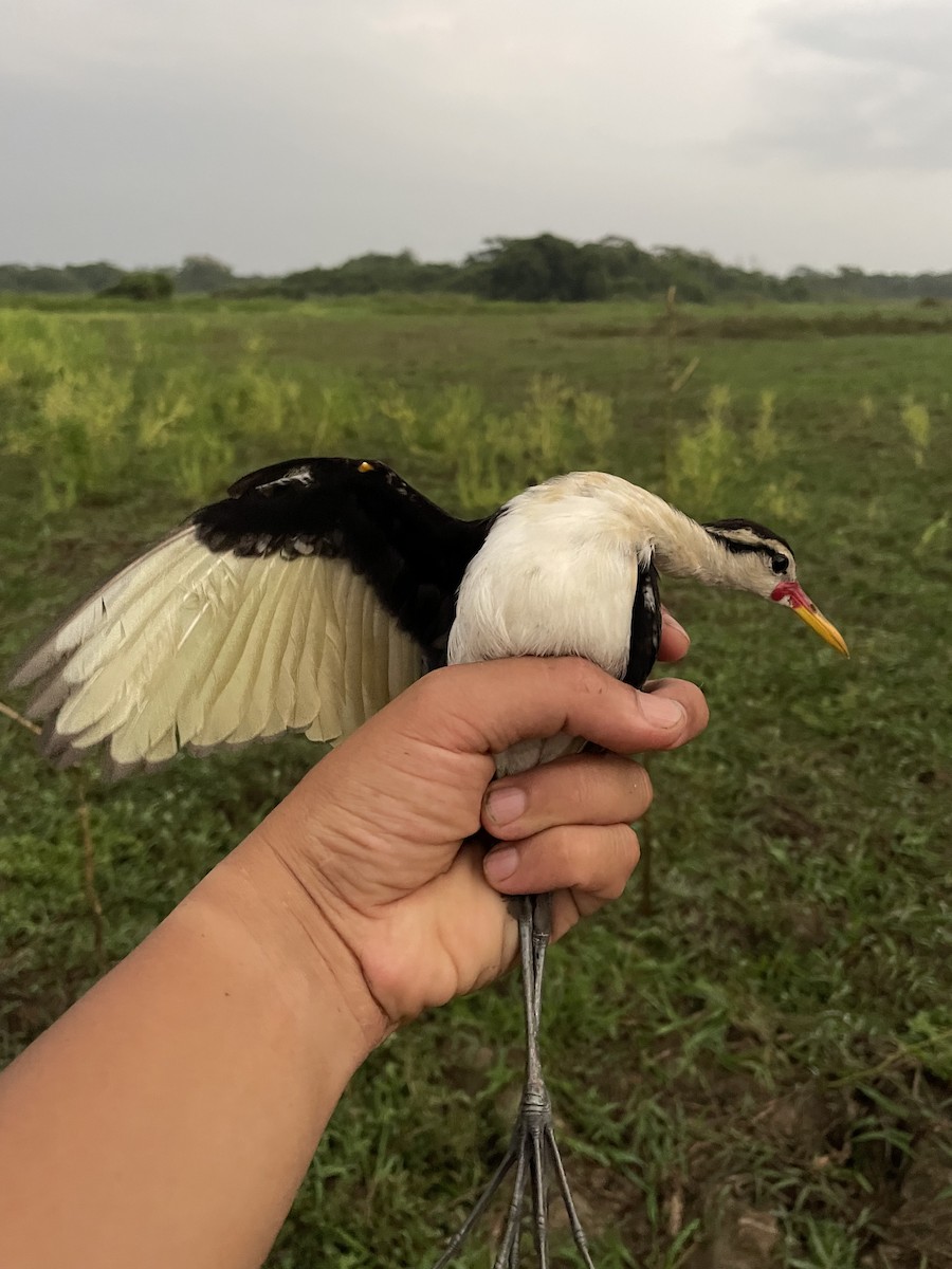 Jacana noir - ML647714889