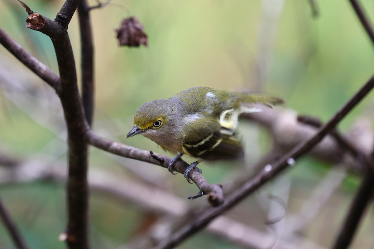 Viréo aux yeux blancs - ML647714890