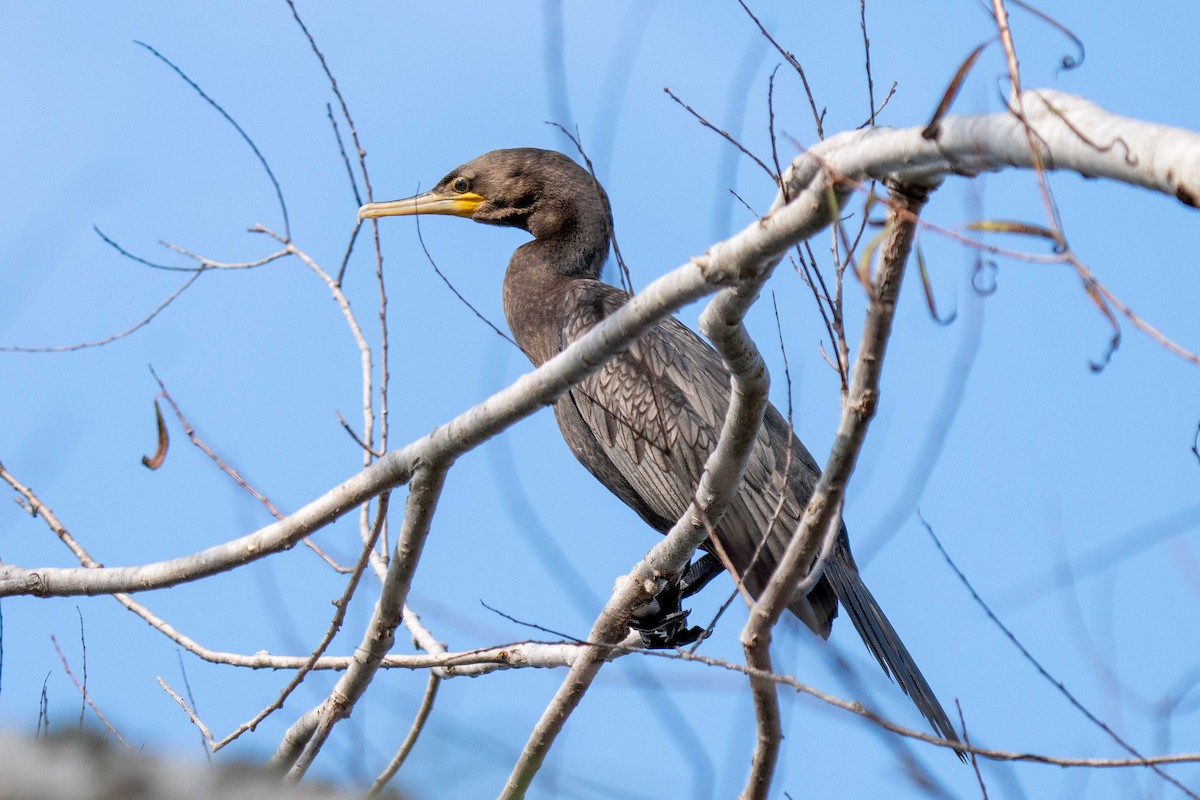 Cormoran vigua - ML647714893