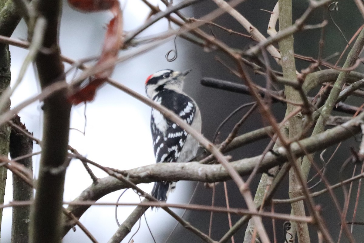 Pic mineur - ML647714894