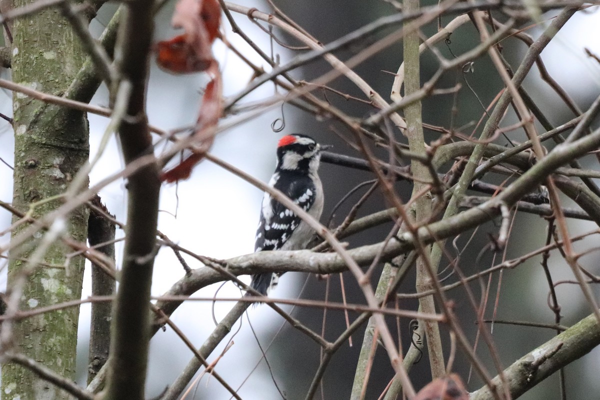 Pic mineur - ML647714895