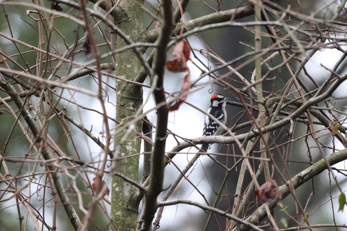 Pic mineur - ML647714896