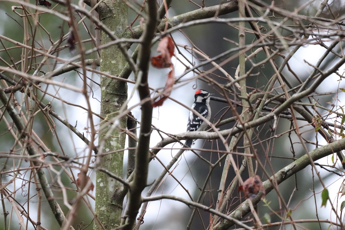 Pic mineur - ML647714897