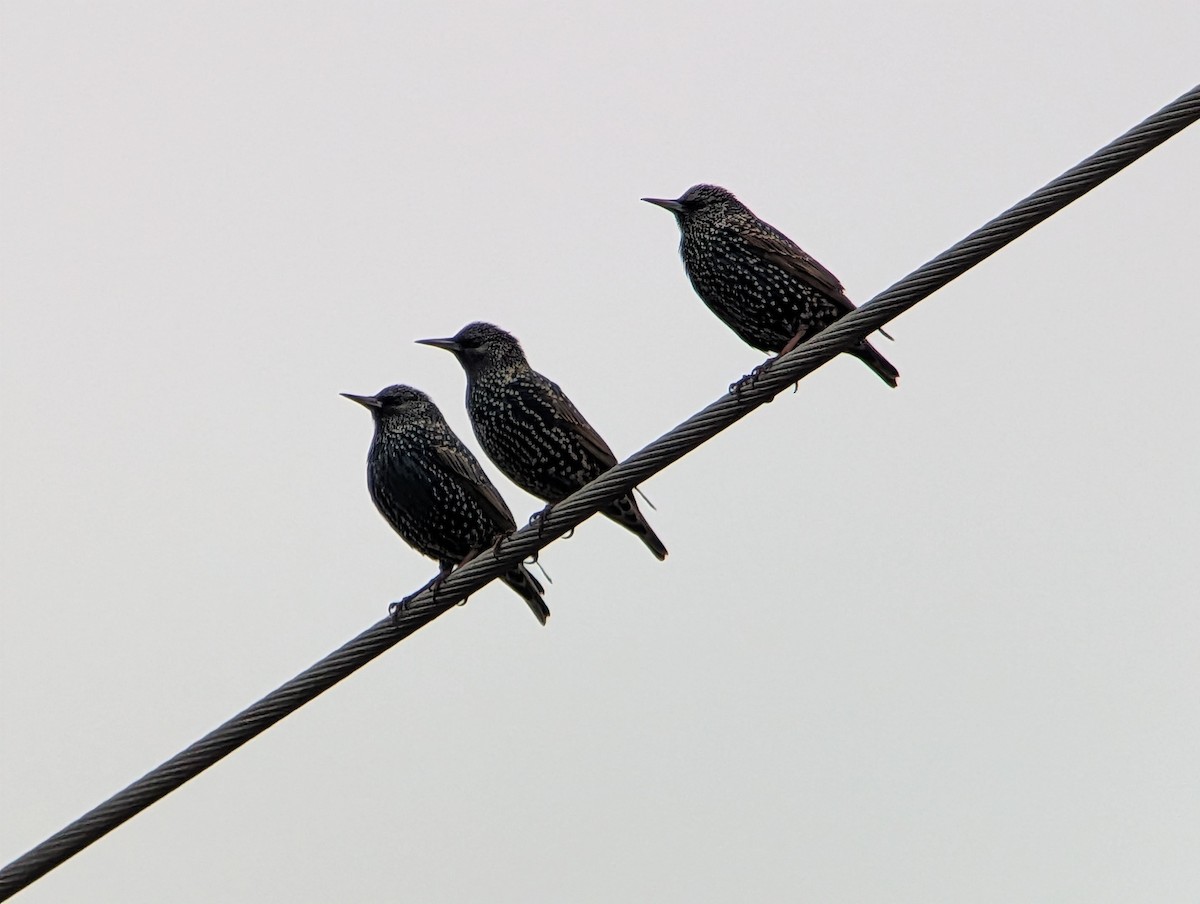 Étourneau sansonnet - ML647714898