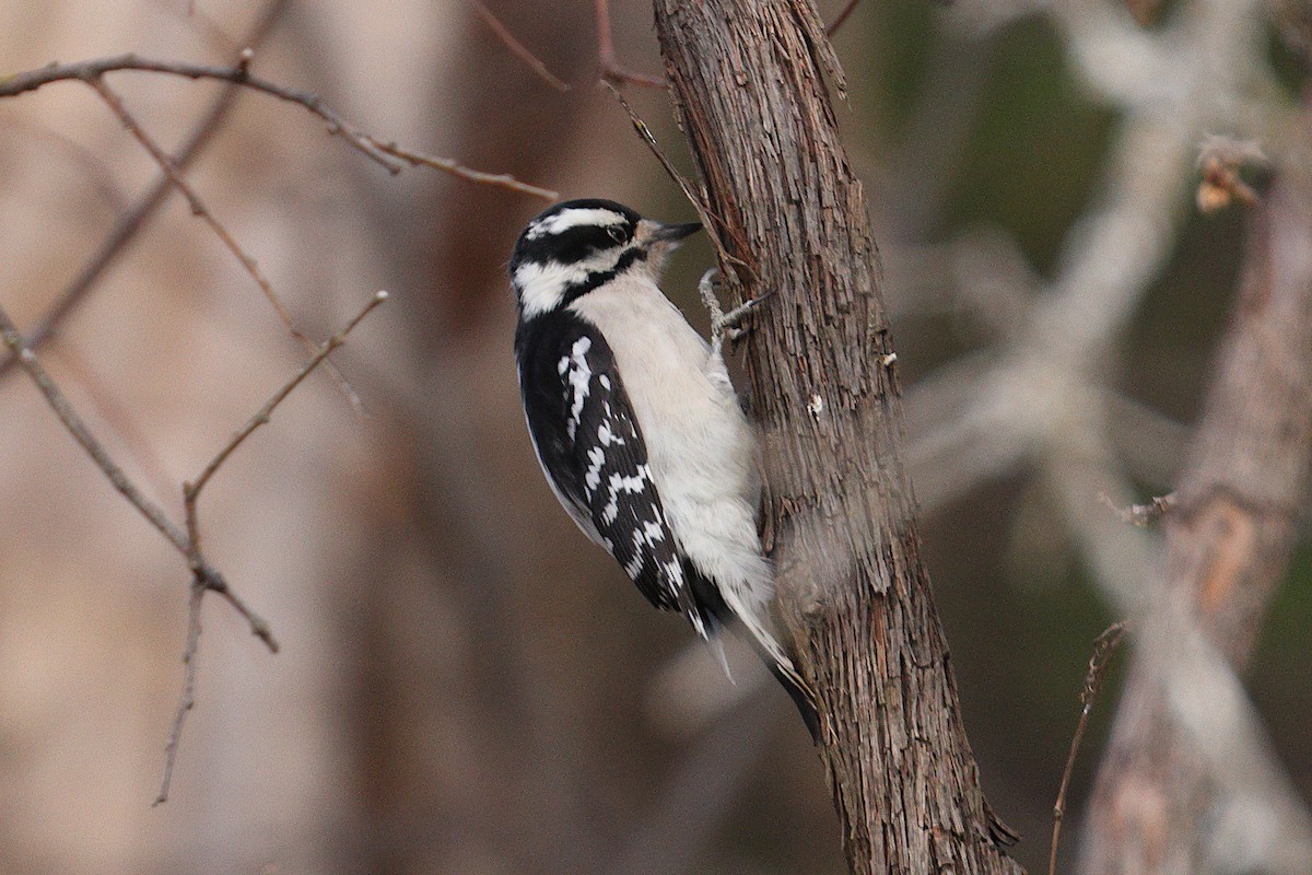 Pic mineur - ML647714900