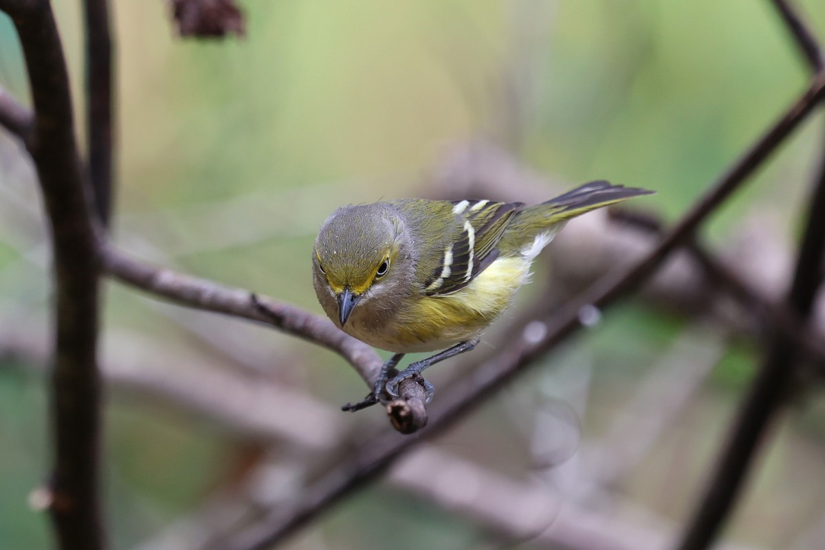 Viréo aux yeux blancs - ML647714902